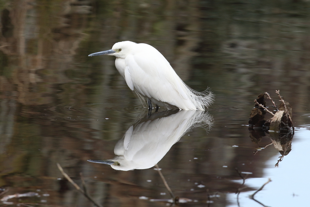 1月16日 明石公園 12