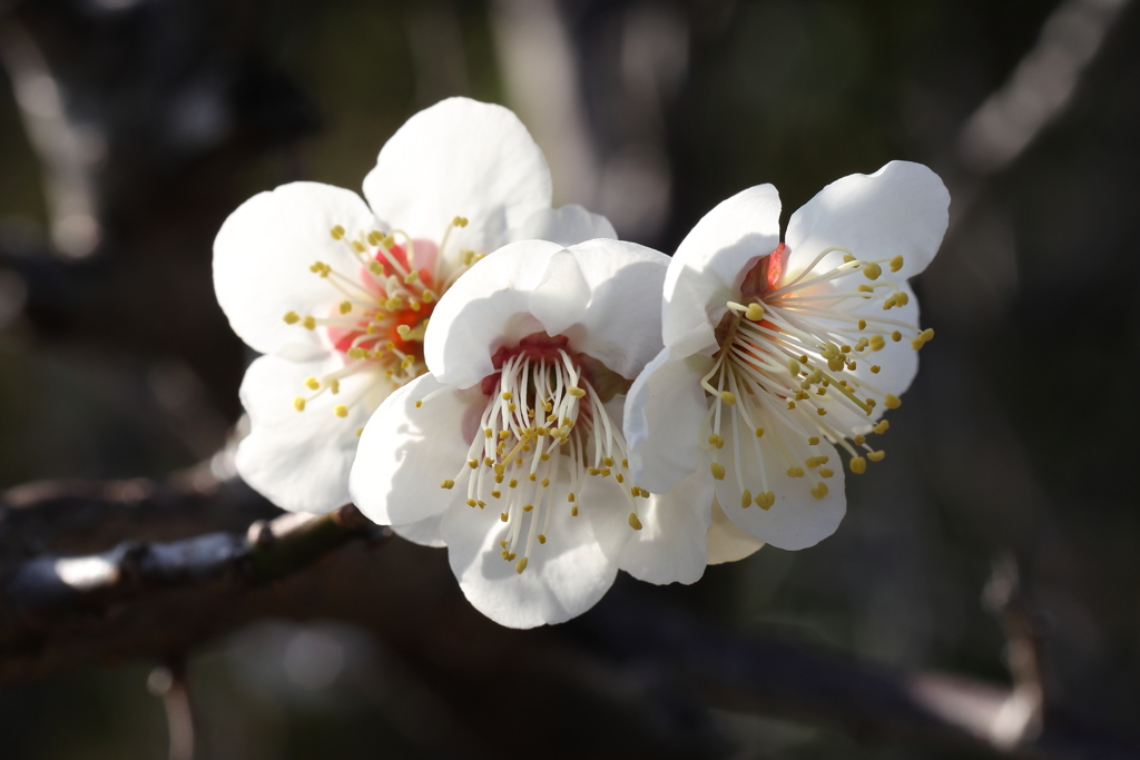 2月13日 岡本梅林公園 20