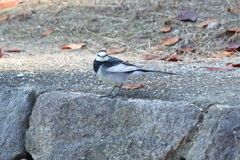 11月10日 夙川河川敷公園 ３