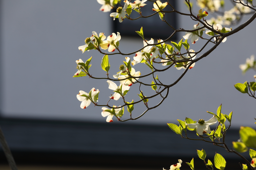 4月10日 散歩 １