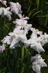 6月6日 須磨離宮公園 29