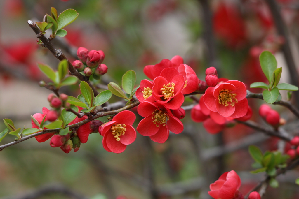 3月20日 布引ハーブ園 55