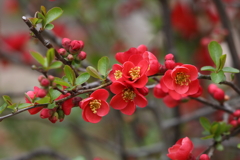 3月20日 布引ハーブ園 55