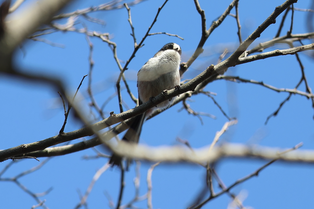3月3日 明石公園 14