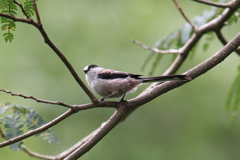 8月22日 明石公園 10