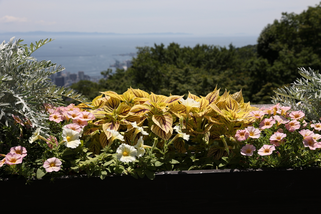 7月22日 布引ハーブ園 20