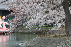 剛ノ池のボートハウスと桜