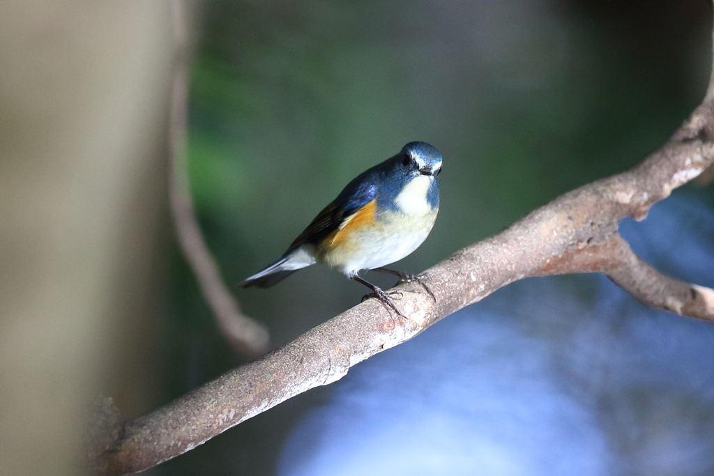 11月27日 明石公園 11
