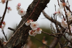 3月5日 岡本公園 15