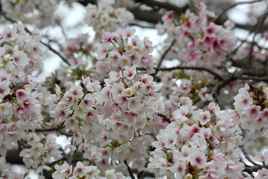 3月28日 岡本南公園 10