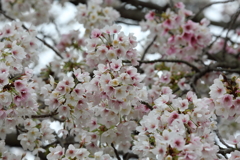3月28日 岡本南公園 10