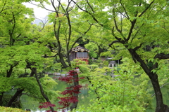 5月18日 相楽園 11