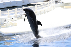 8月11日 京都水族館 23