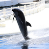 8月11日 京都水族館 23
