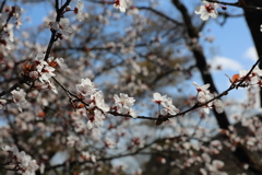 3月20日 京都嵐山 27