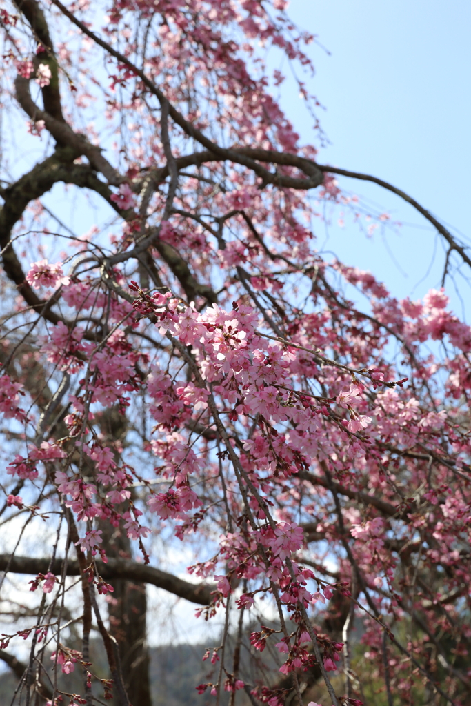 3月20日 京都嵐山 19
