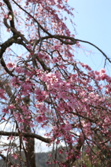 3月20日 京都嵐山 19