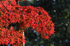 11月21日 明石公園 15