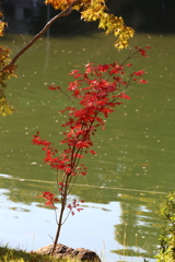 11月24日 相楽園 25