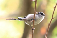 11月19日 明石公園 14