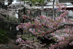 4月3日 夙川 20