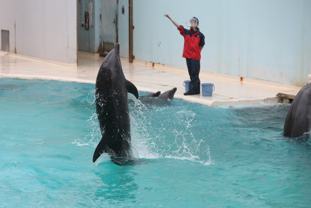 6月11日 須磨海浜水族園 40