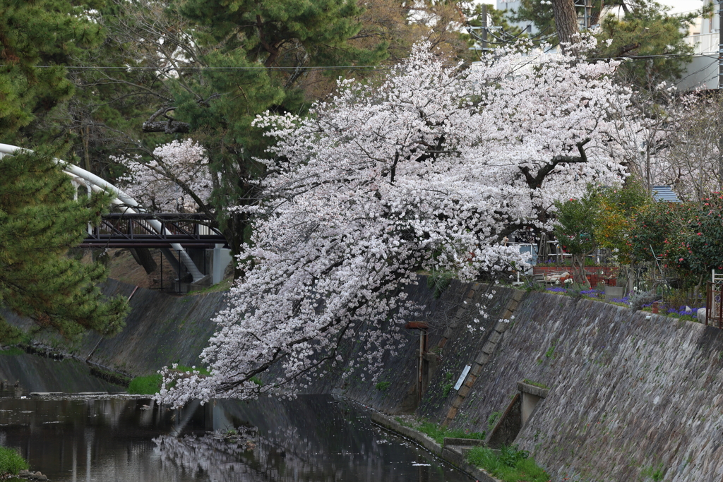 4月2日 夙川河川敷公園 ９