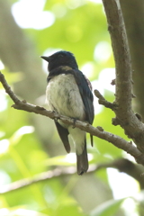 5月9日 明石公園 10