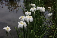 6月6日 須磨離宮公園 20