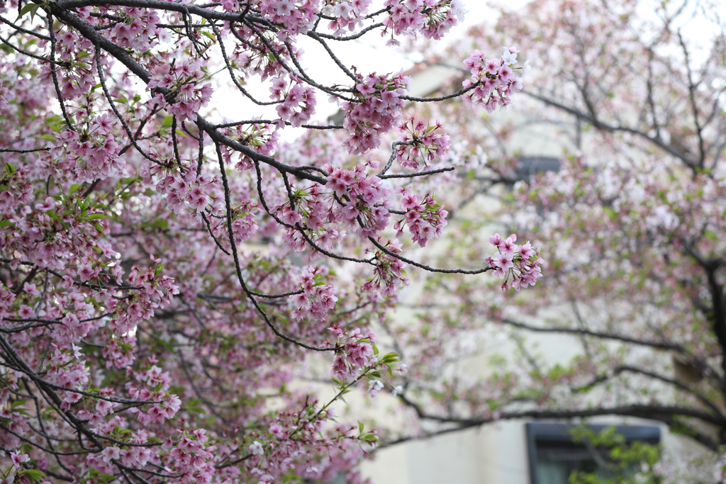 4月3日 岡本南公園  11