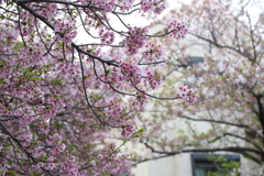 4月3日 岡本南公園  11
