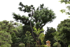 6月6日 須磨離宮公園 １