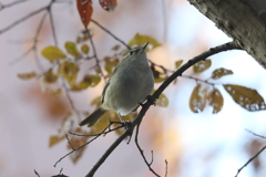 1月8日 明石公園 １
