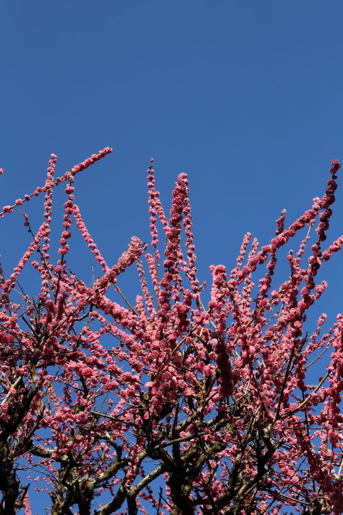3月20日 京都嵐山 57