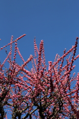 3月20日 京都嵐山 57