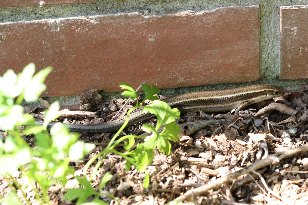 9月21日 布引ハーブ園 11