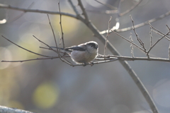 1月14日 明石公園 11