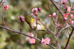 2月20日 須磨離宮公園
