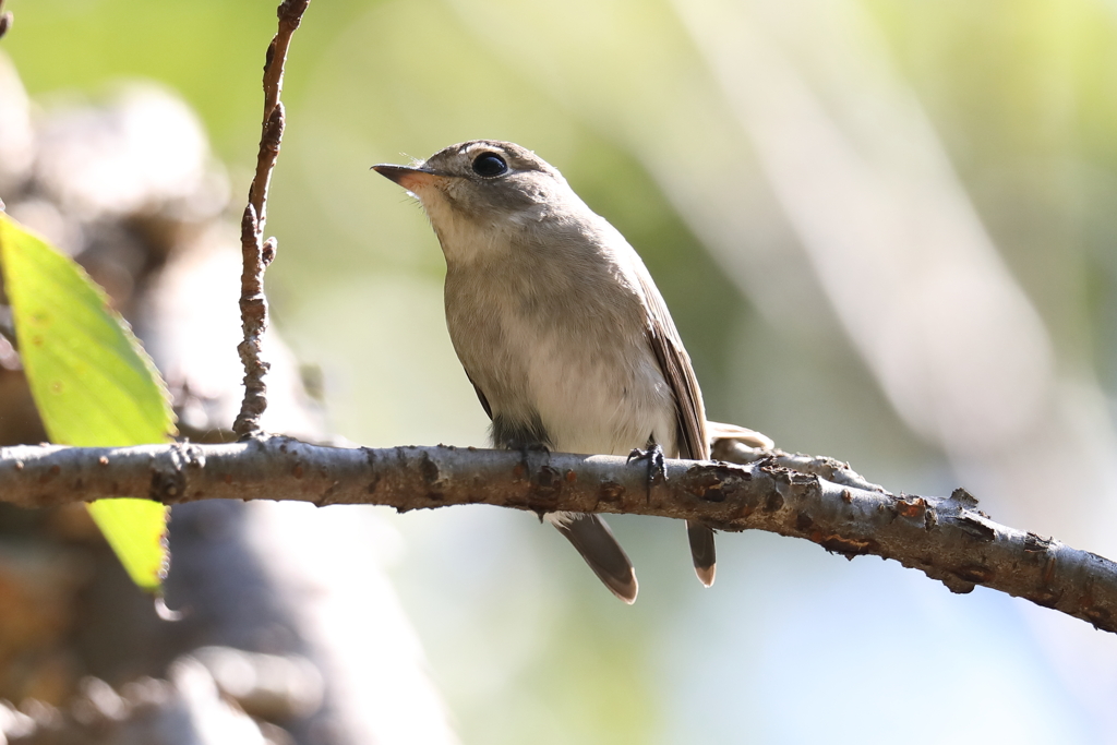 10月2日 明石公園 ４