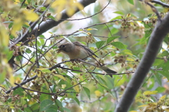 11月17日 明石公園 11 11月17日 明石公園 11