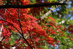 11月28日 明石公園 12