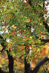 11月16日 相楽園 41