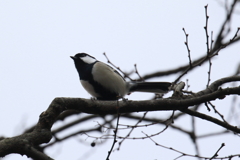 1月15日 明石公園 ９