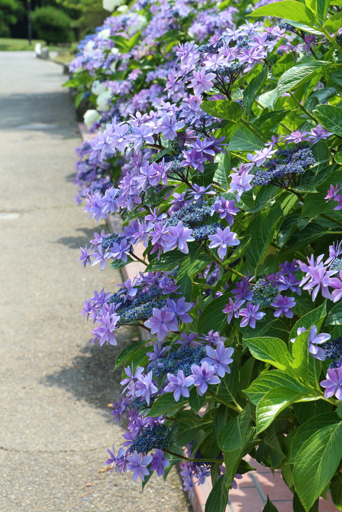 6月19日 明石公園 １