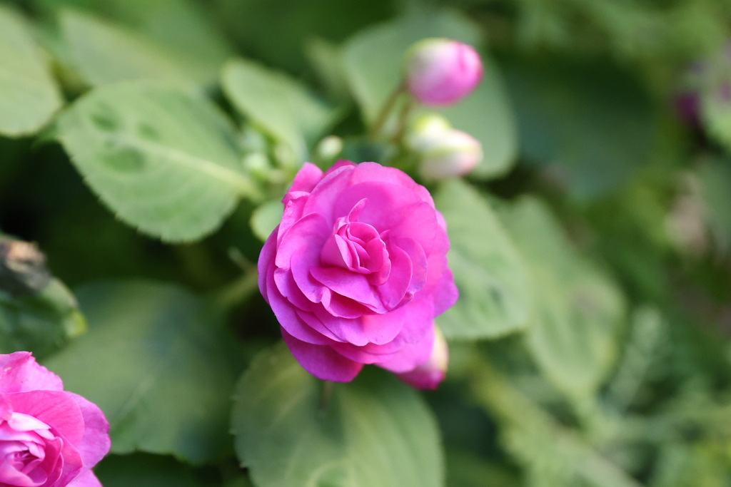 8月10日 布引ハーブ園 ２