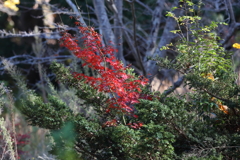 11月27日 明石公園 6 11月27日 明石公園 6