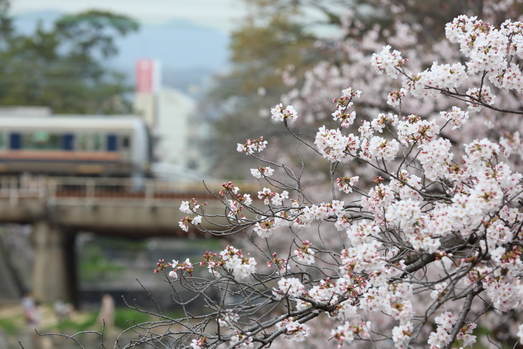 4月7日 夙川 ２