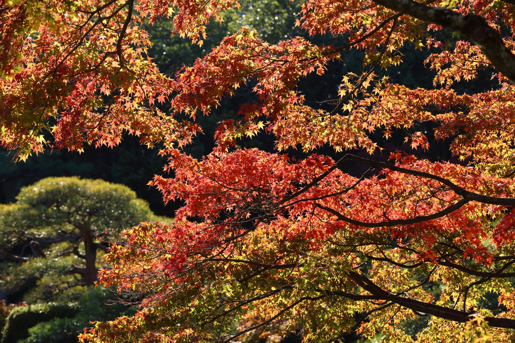 11月24日 相楽園 16