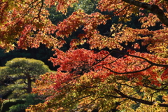 11月24日 相楽園 16
