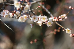 2月12日 明石公園 １
